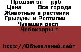 Продам за 50 руб. › Цена ­ 50 - Все города Животные и растения » Грызуны и Рептилии   . Чувашия респ.,Чебоксары г.